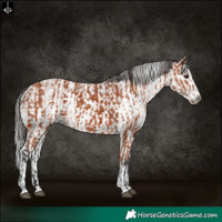Horse Color:Bay Rabicano  and Gray Bay Sabino Rabicano 