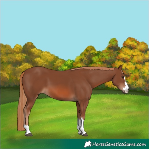 Horse Color:Chestnut 
