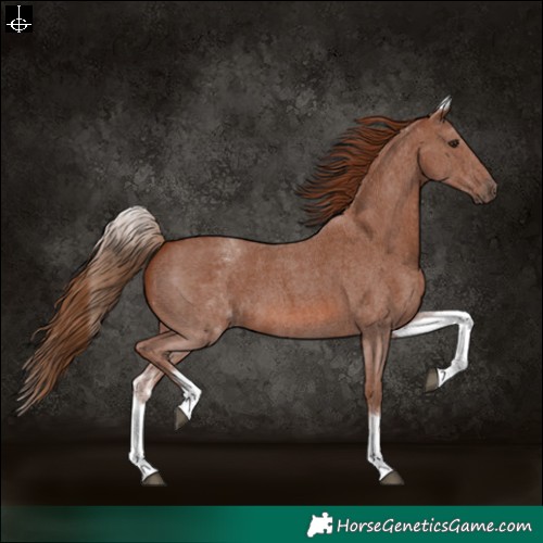 Horse Color:White Spotted Chestnut Sabino