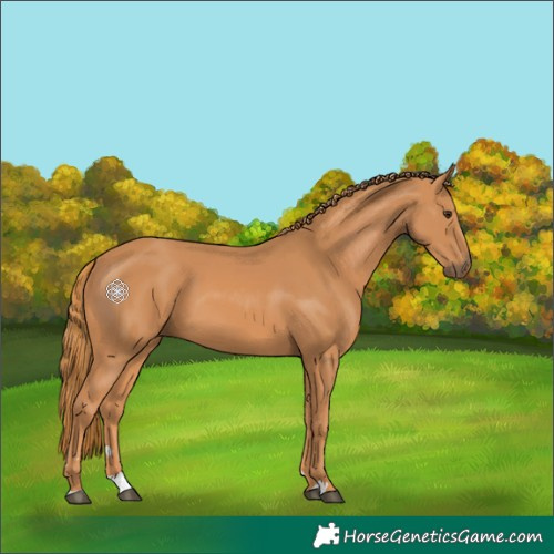 Horse Color:Chestnut 