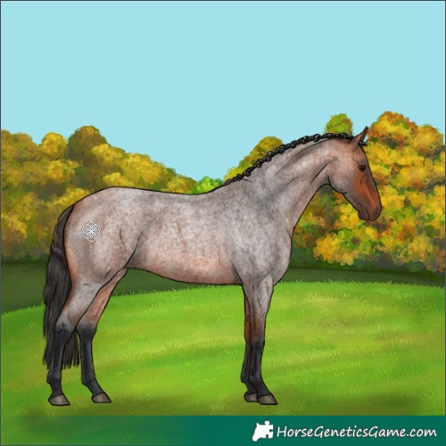 Horse Color:Bay Roan 