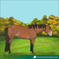 Horse Color:Bay Splash