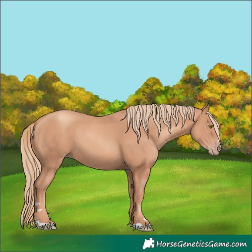 Horse Color:Gold Champagne 