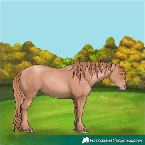 Horse Color:Gold Champagne 