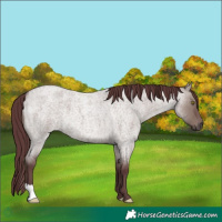 Horse Color:Chocolate Smoky Grullo Roan 