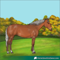Horse Color:Silver Bay 