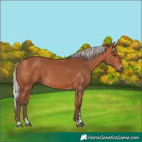 Horse Color:Silver Bay 