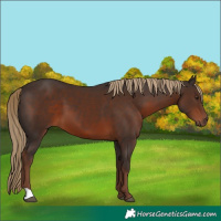 Horse Color:Liver Chestnut