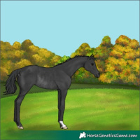 Horse Color:Black Rabicano 