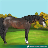 Horse Color:Brown Sabino