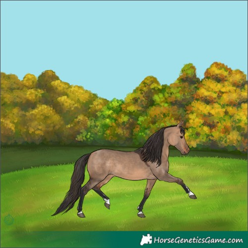 Horse Color:Bay Dun 