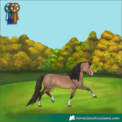 Horse Color:Bay Dun 
