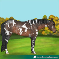 Horse Color:White Spotted Brown Rabicano 