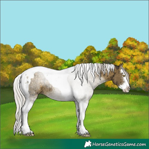 Horse Color:Silver Buckskin Dun Splash Tobiano Brindle 
