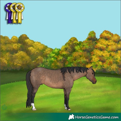 Horse Color:Brown Dun 