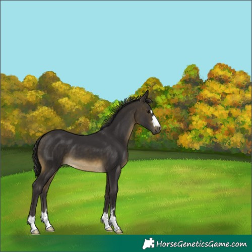 Horse Color:Buckskin 