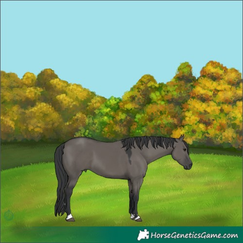 Horse Color:Grullo 