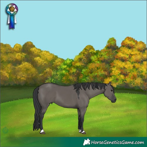 Horse Color:Grullo 