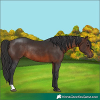 Horse Color:Brown Rabicano 
