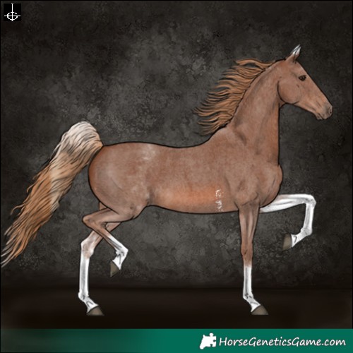 Horse Color:White Spotted Chestnut Sabino 