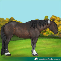 Horse Color:Black Tobiano 