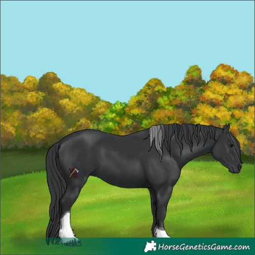 Horse Color:Black Tobiano 