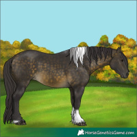 Horse Color:Buckskin Tobiano 