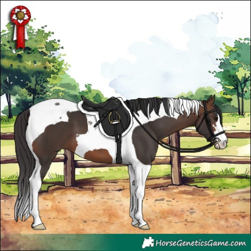 Horse Color:Brown Tobiano 