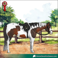 Horse Color:Brown Tobiano