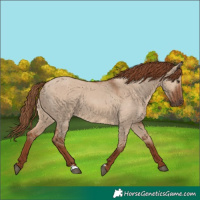 Horse Color:Red Dun 