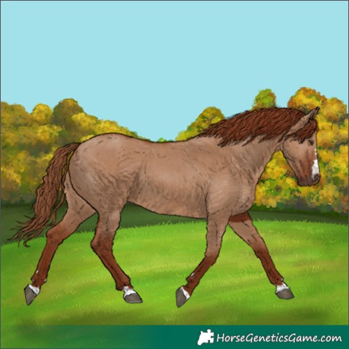 Horse Color:Red Dun 