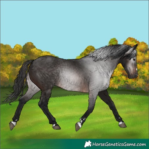 Horse Color:Gray Bay 