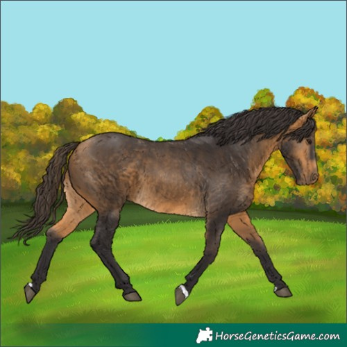 Horse Color:Buckskin 