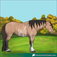 Horse Color:Bay Dun Sabino 