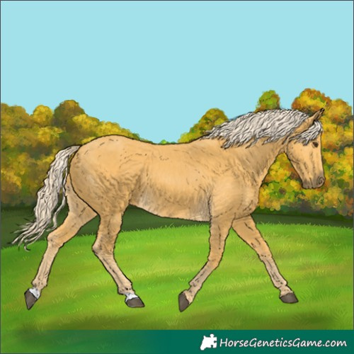 Horse Color:Palomino 