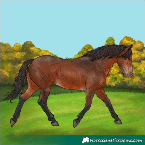 Horse Color:Bay 