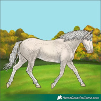 Horse Color:Cremello 