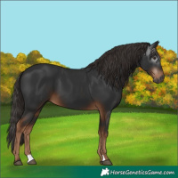 Horse Color:Gray Liver Chestnut 