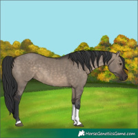 Horse Color:Brown Dun Tobiano 