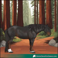Horse Color:Liver Chestnut Tobiano 