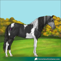 Horse Color:Liver Chestnut Tobiano 