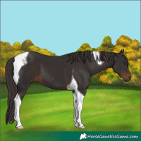 Horse Color:Liver Chestnut Tobiano 