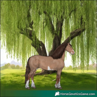 Horse Color:Liver Red Dun Sabino