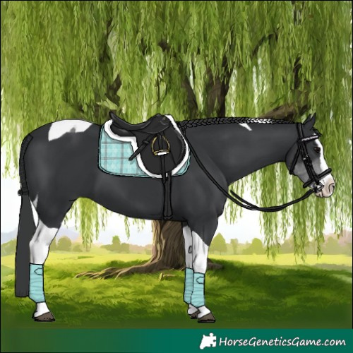 Horse Color:Black Splash Tobiano