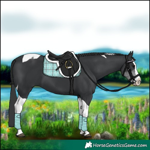 Horse Color:Black Splash Tobiano 