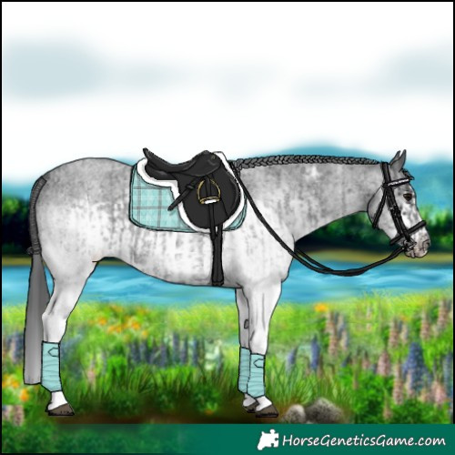 Horse Color:White Spotted Blue Roan Rabicano  and White Spotted Blue Roan Frame Rabicano 