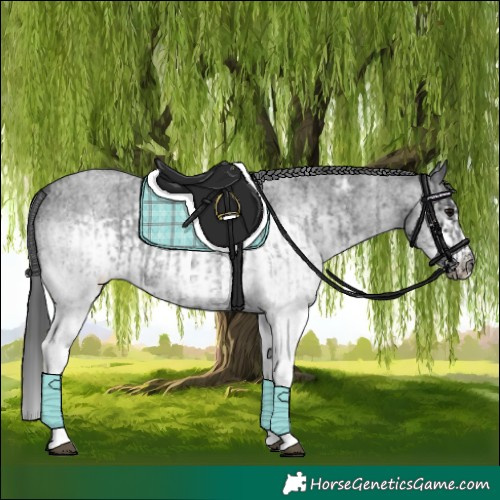 Horse Color:White Spotted Blue Roan Rabicano  and White Spotted Blue Roan Frame Rabicano 