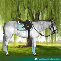 Horse Color:White Spotted Blue Roan Rabicano  and White Spotted Blue Roan Frame Rabicano 