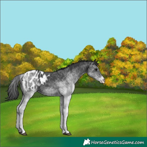 Horse Color:White Spotted Black Appaloosa Rabicano 