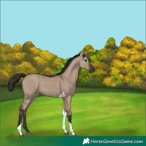 Horse Color:Liver Red Dun Tobiano